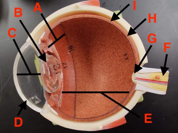 Eye Model Interior Superior View with Letters.