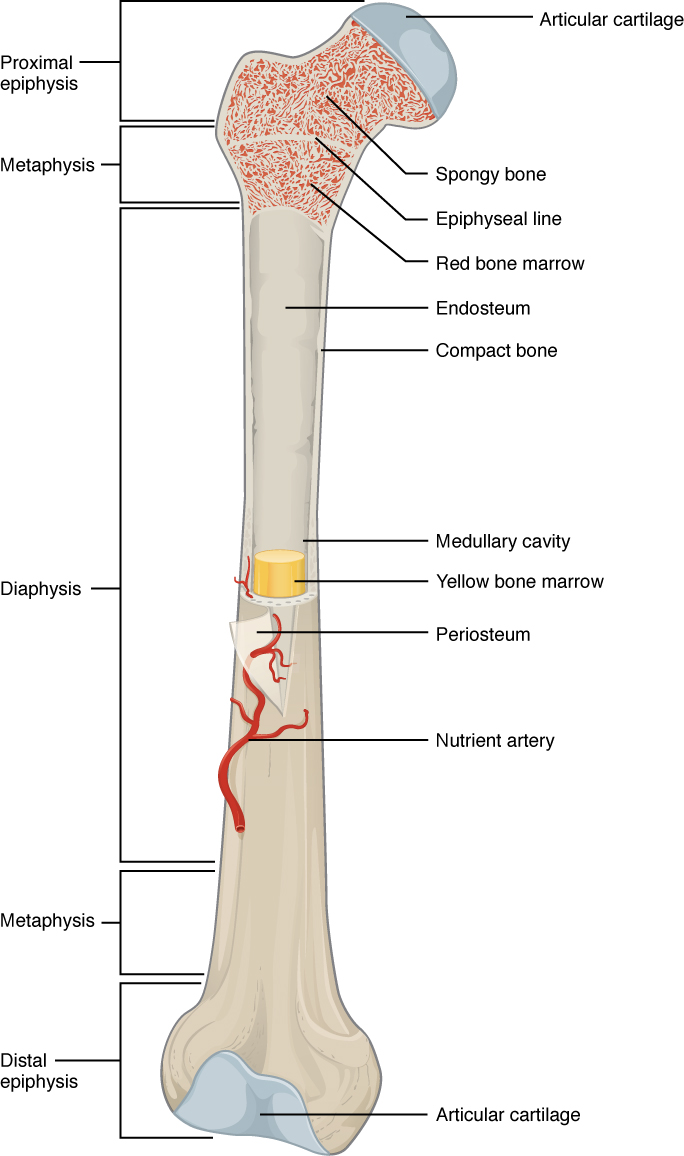 Femur showing gross anatomy - described in text