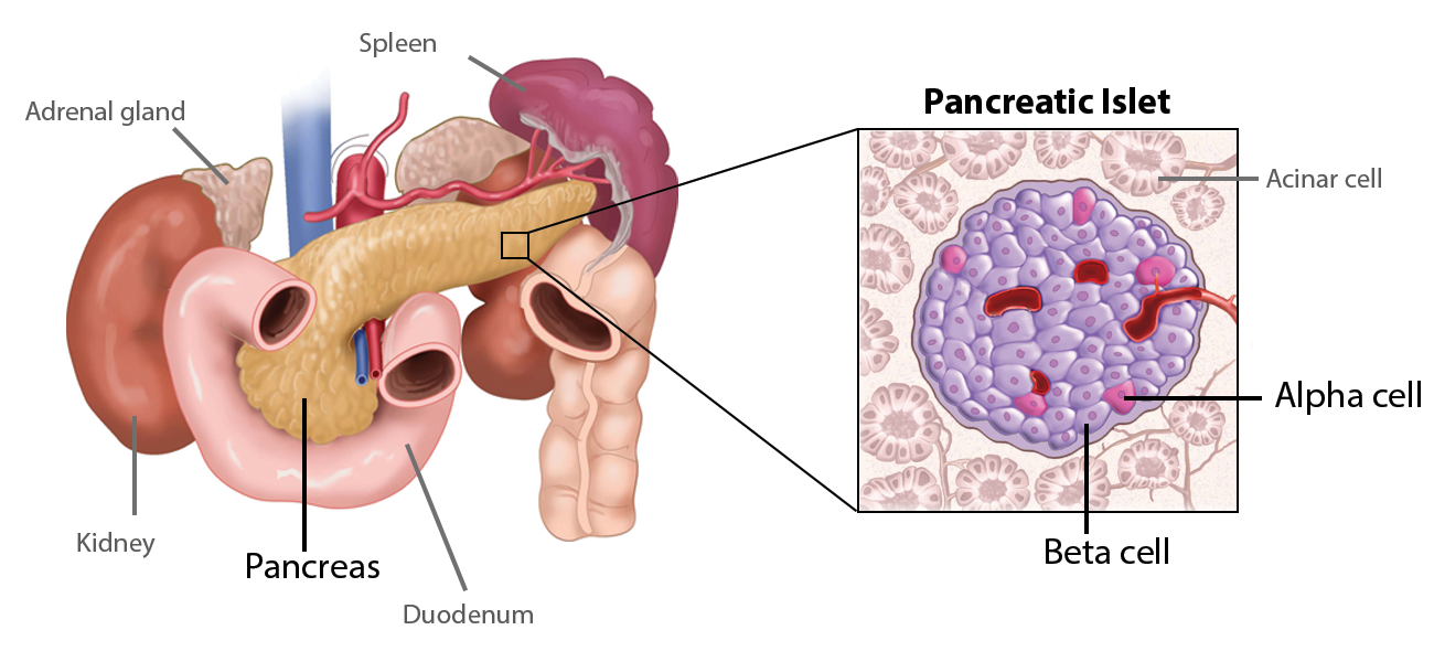 Endocrine pancreas