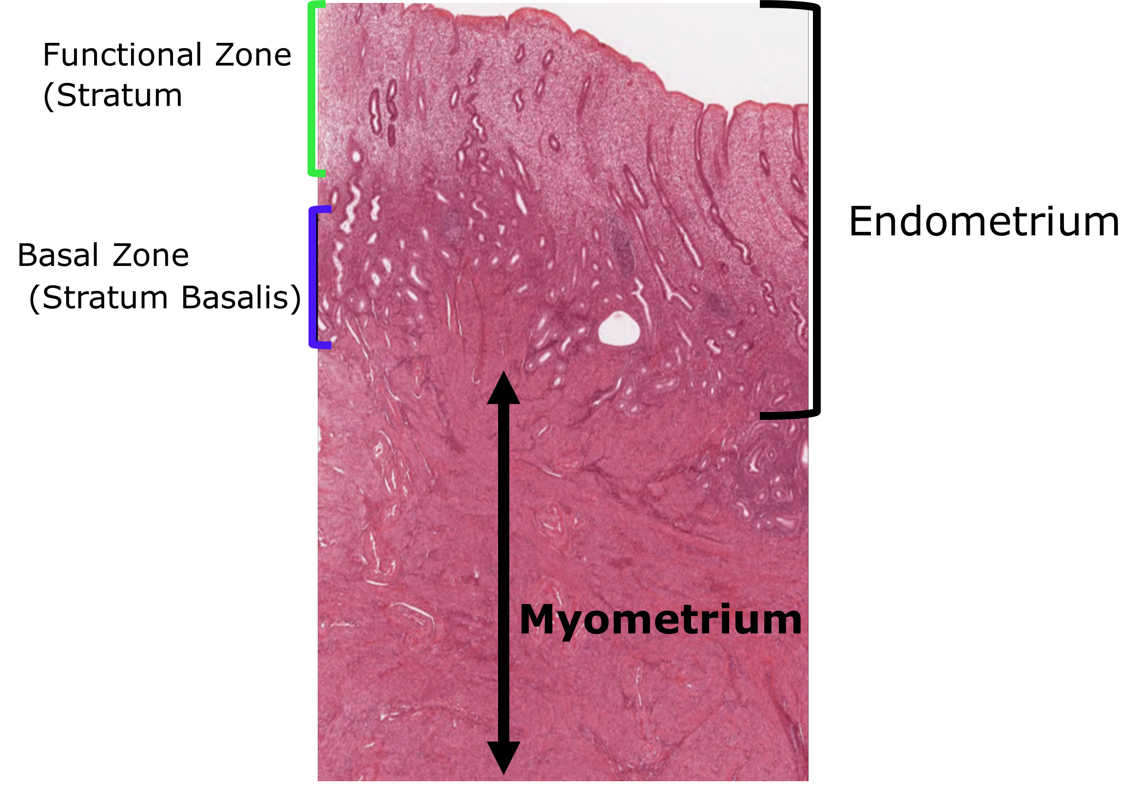 Cross section of the endometrium and it's layers.