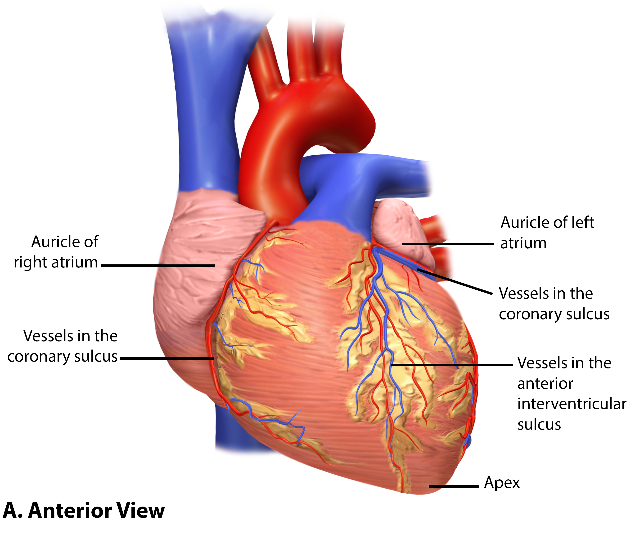 Superficial Heart Structures Anterior View.png