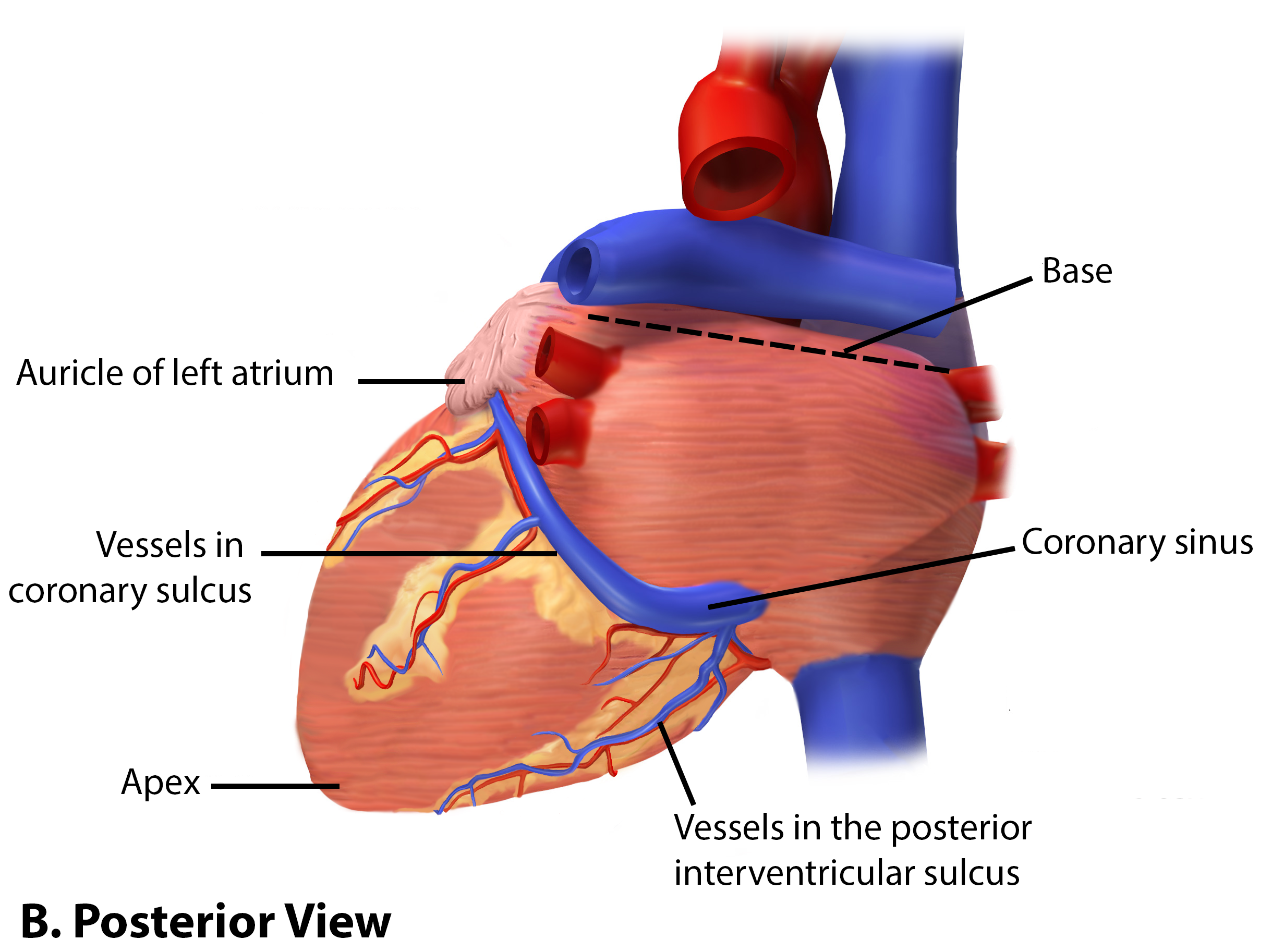 Superficial Heart Structures Posterior View.png
