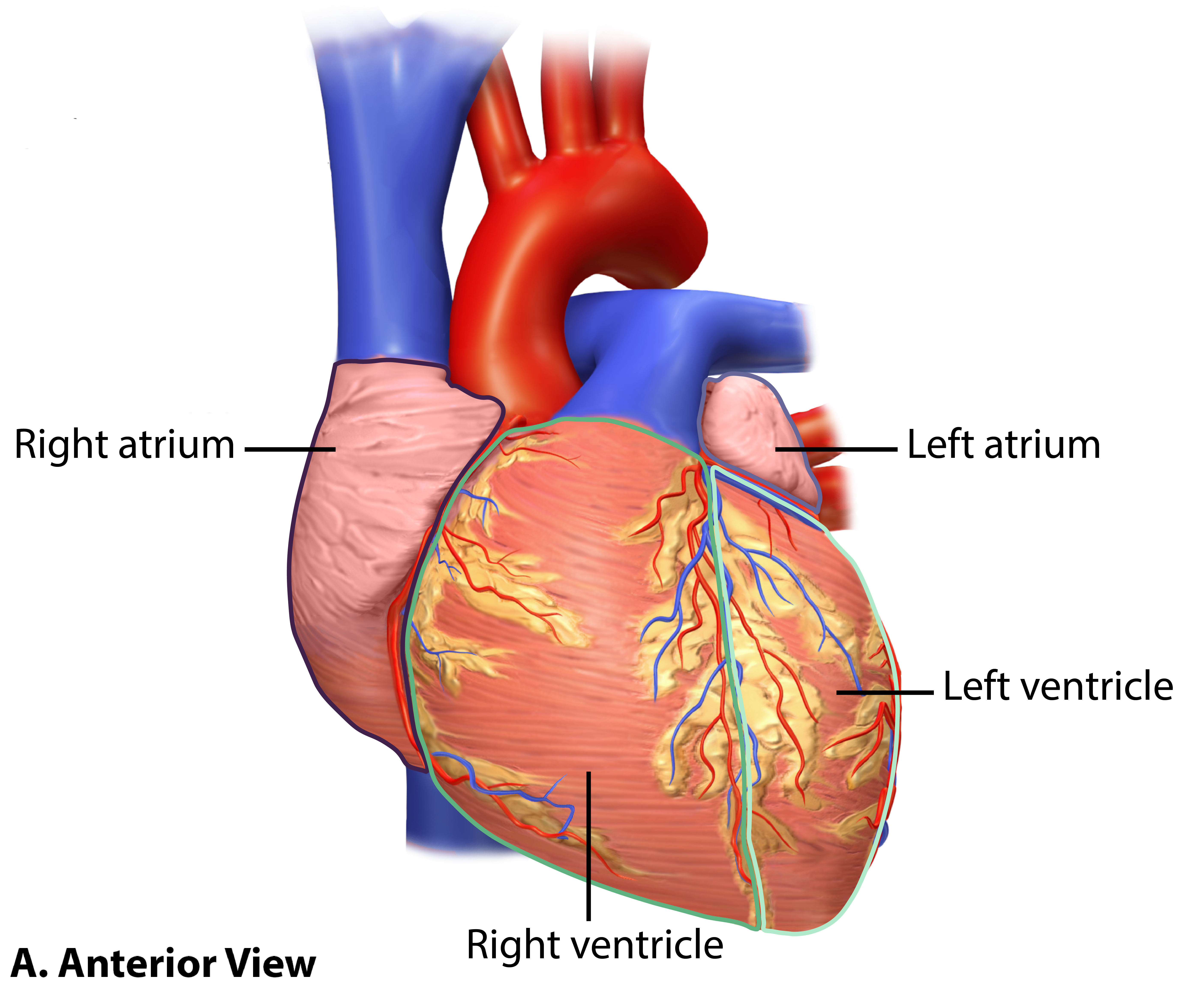 Heart Chambers Anterior View.png