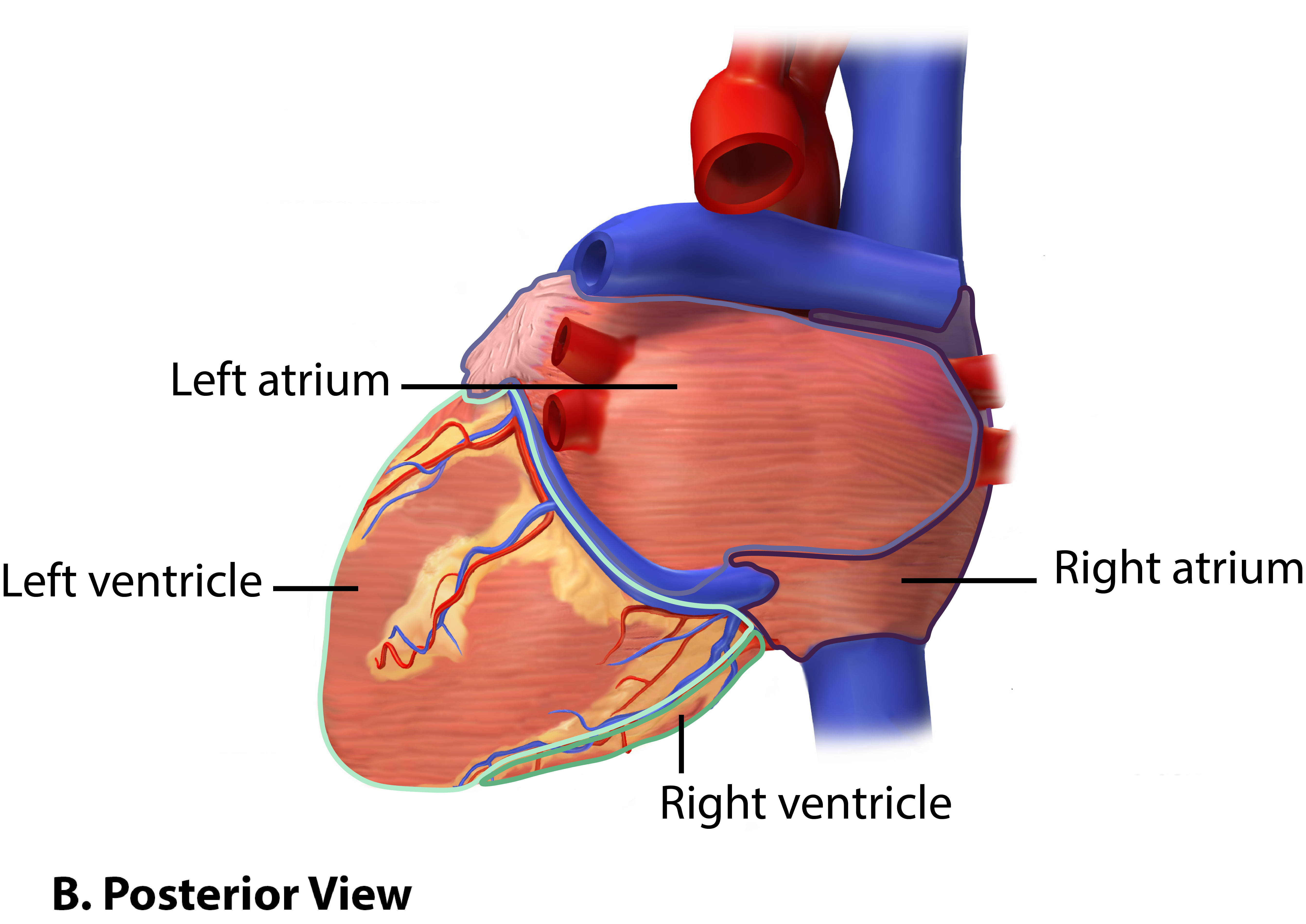 Heart Chambers Posterior View.png