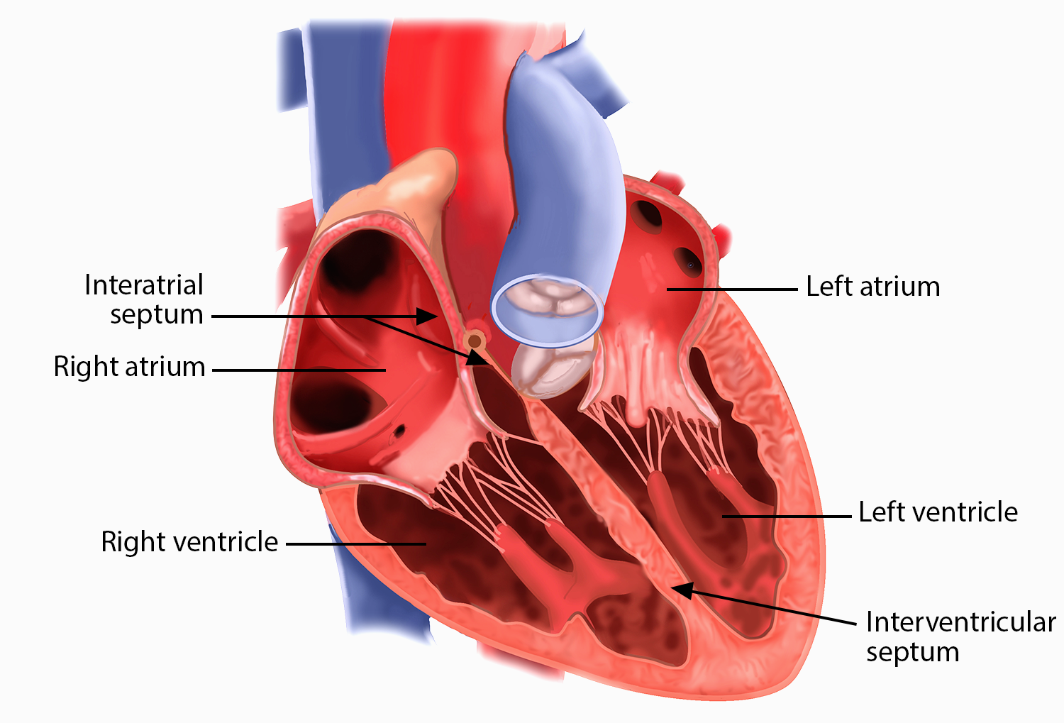Heart Interior - Septa and Chambers.png