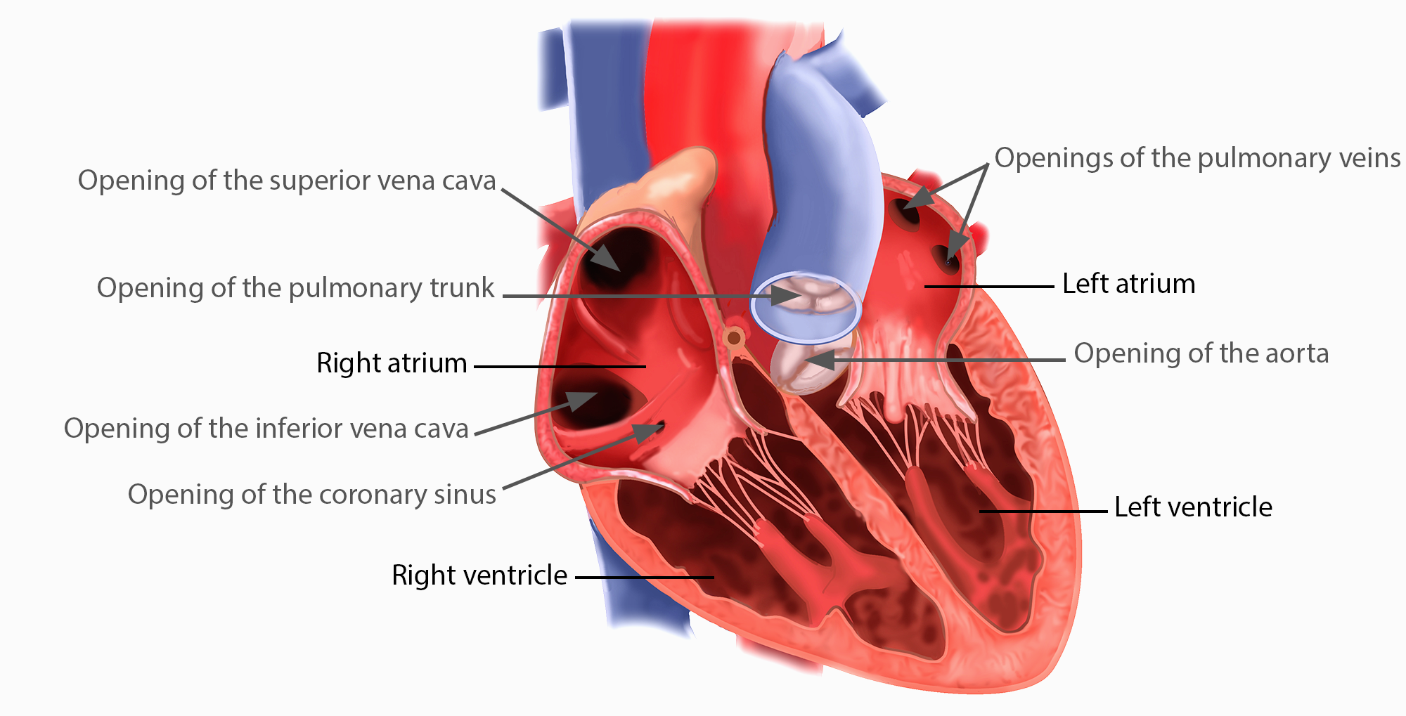 Heart Interior - Great Vessels.png