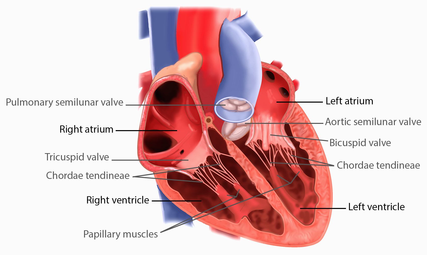 Heart Interior - Valves.png