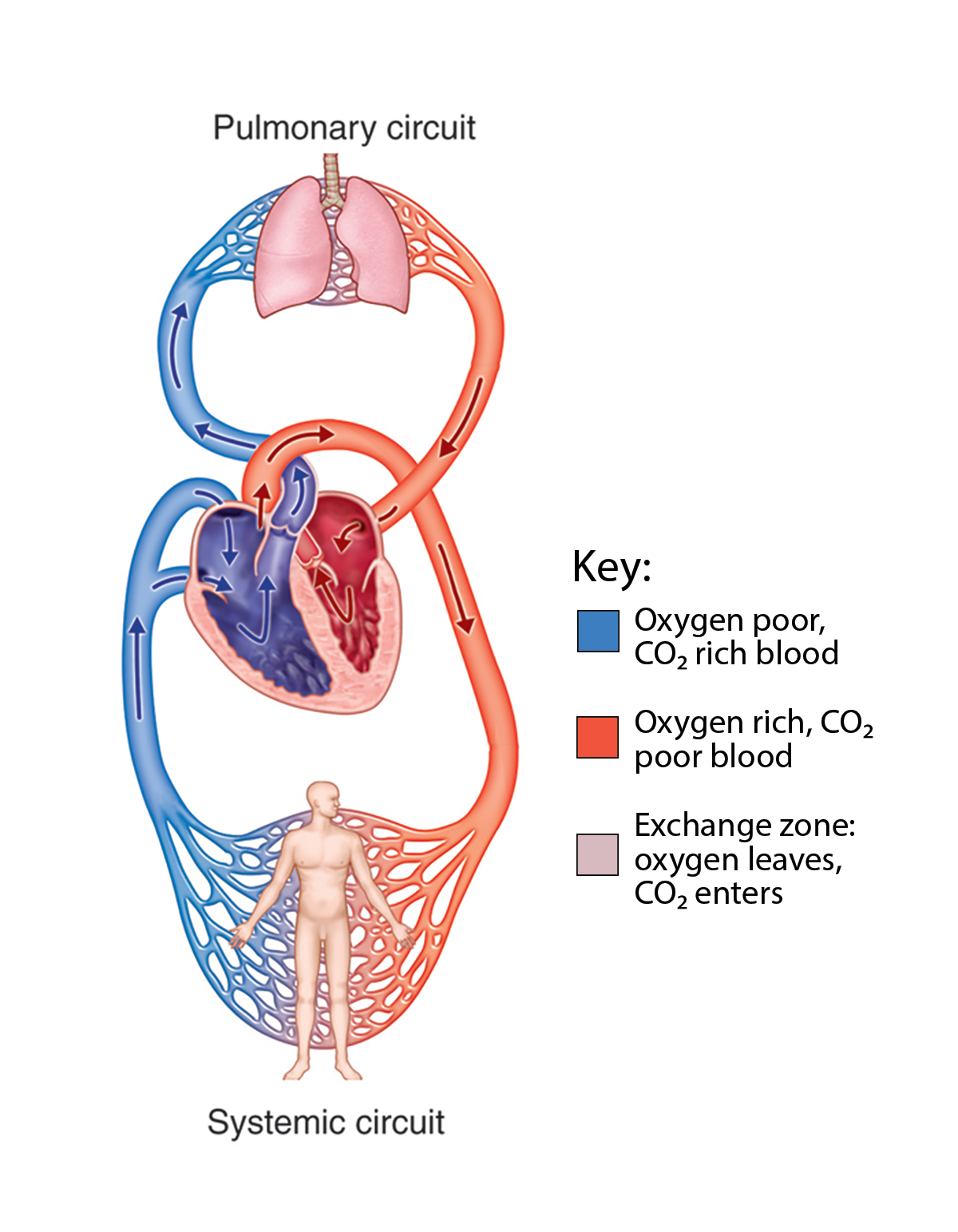 Systemic and pulmonary circuits.png