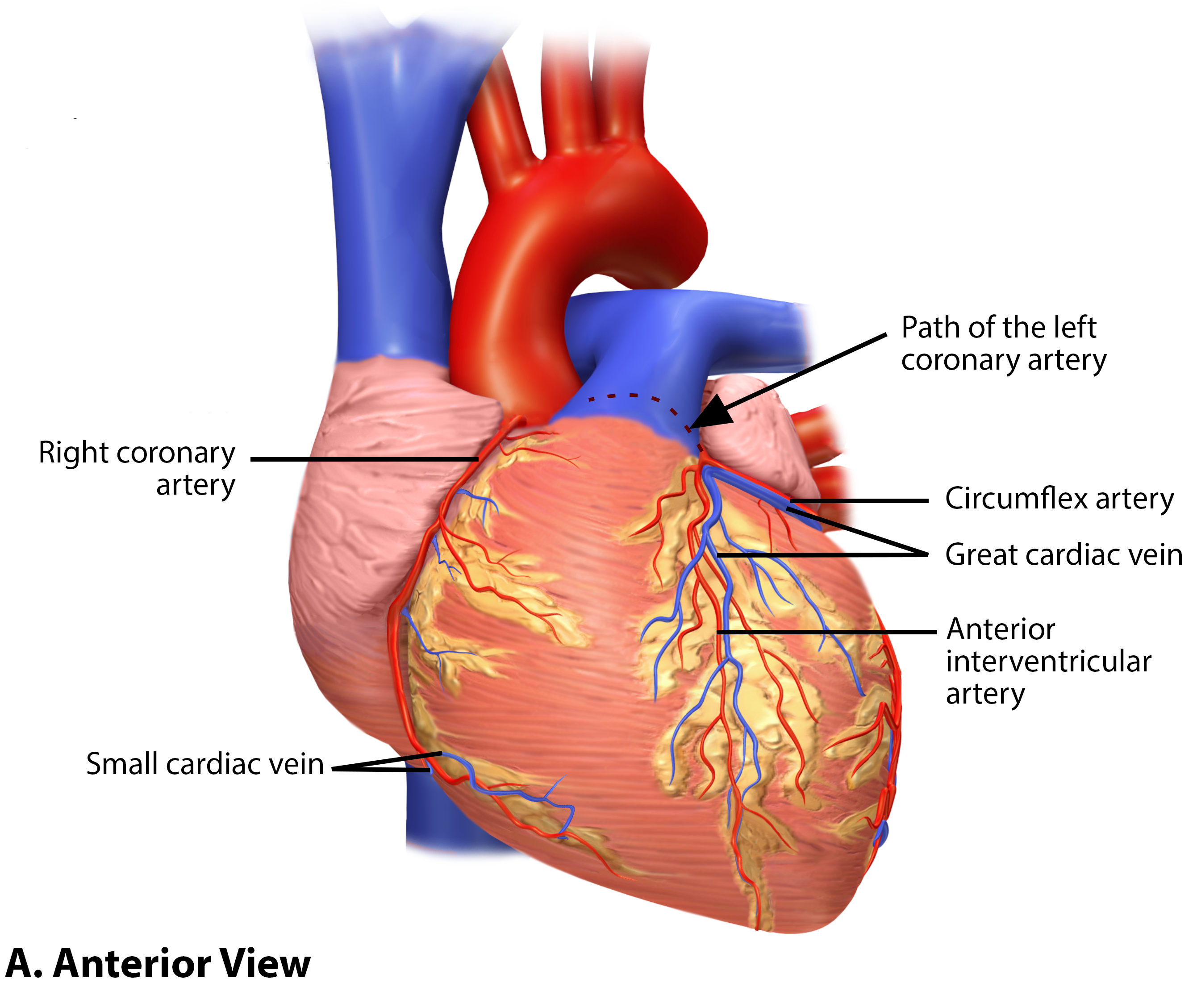 Coronary Vessels Anterior View.png