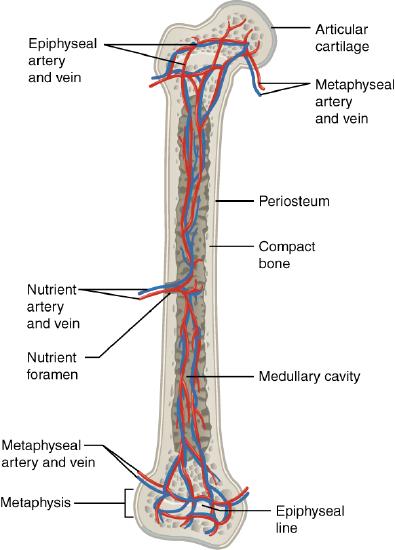 Frontal section of femur with blood vessels - described in text