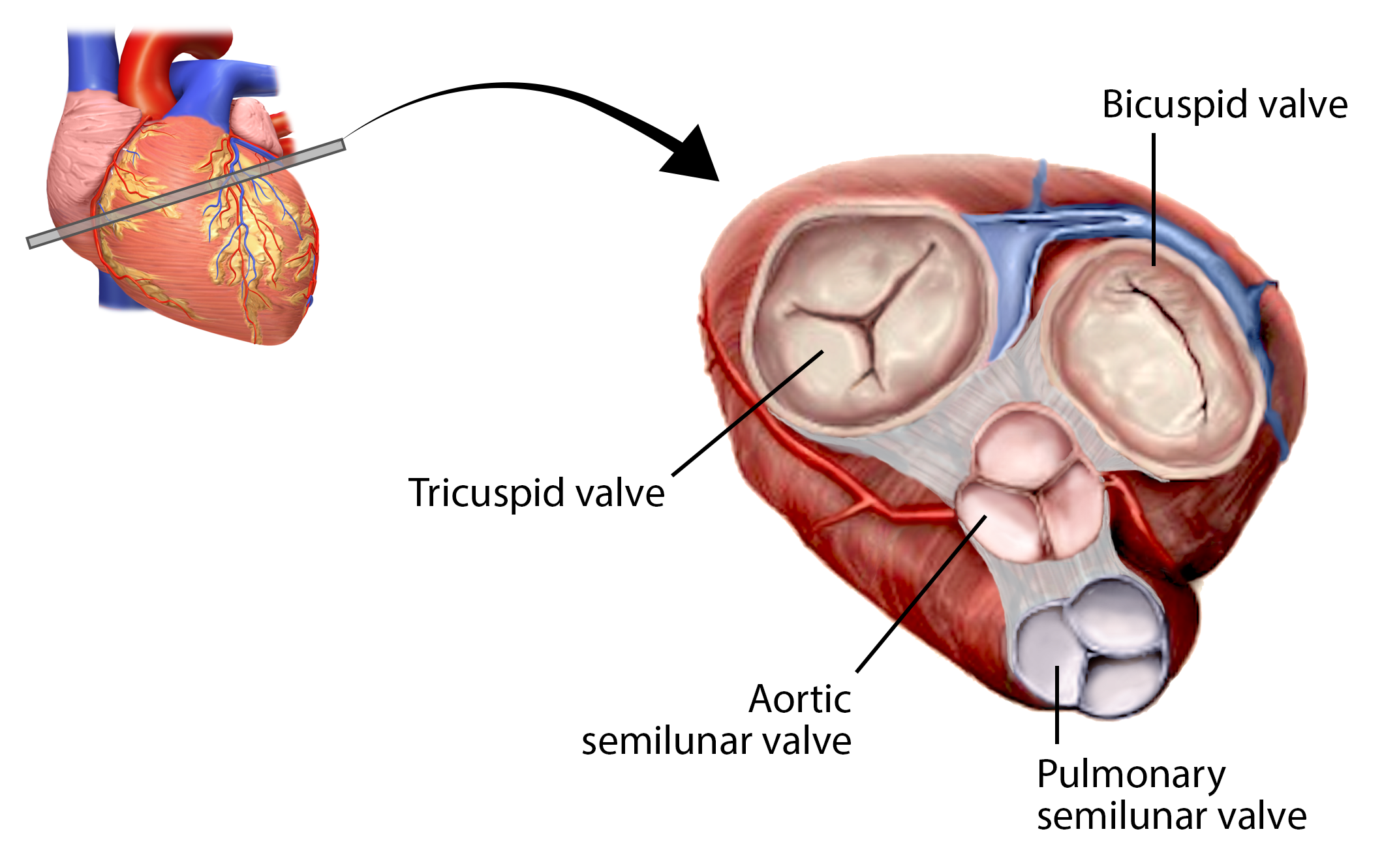 Cardiac Skeleton and Valves.png