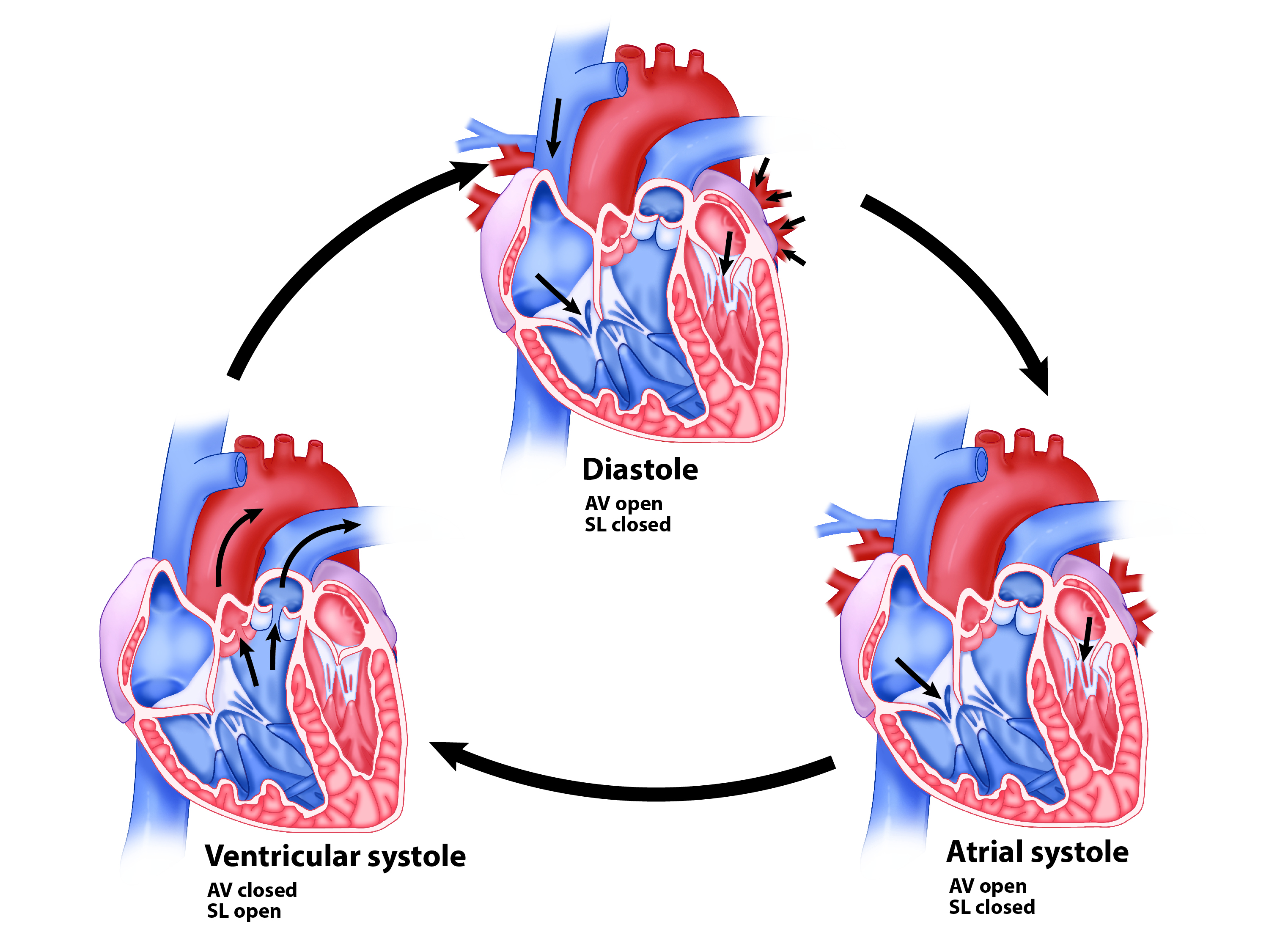 CVS_Heart Cardiac Cycle.jpg