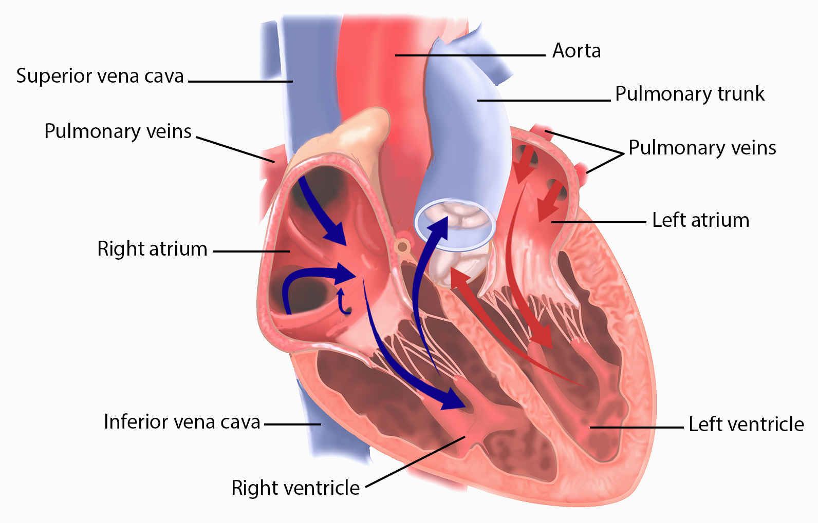 Blausen 0467 - Heart position relative to the rib cage - English labels