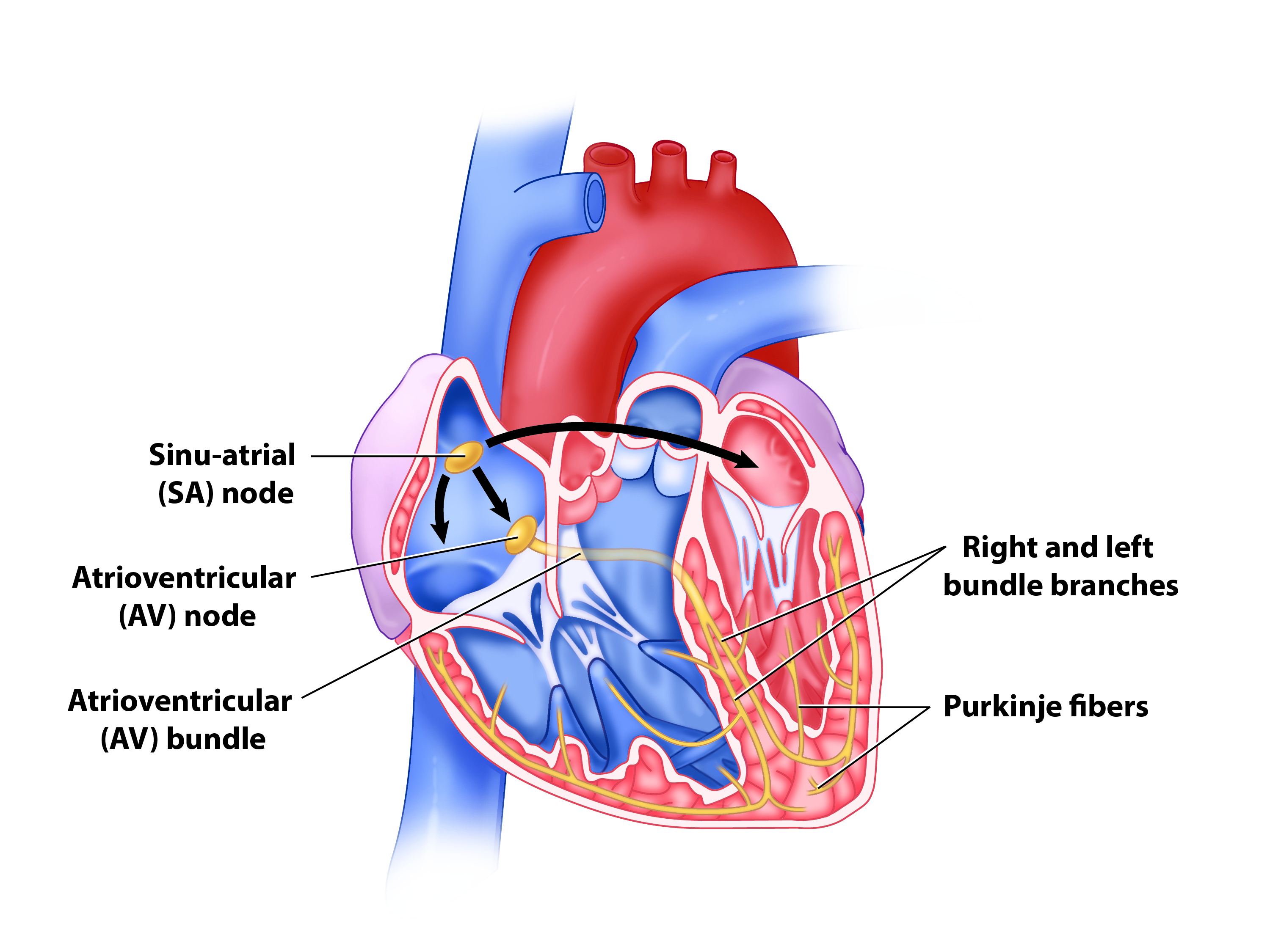 CVS_Heart Cardiac Conduction.jpg