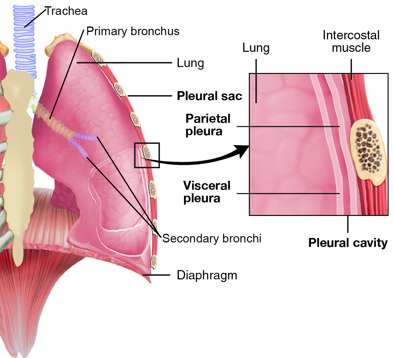 An illistration of the left lung showing the pleural membranes.