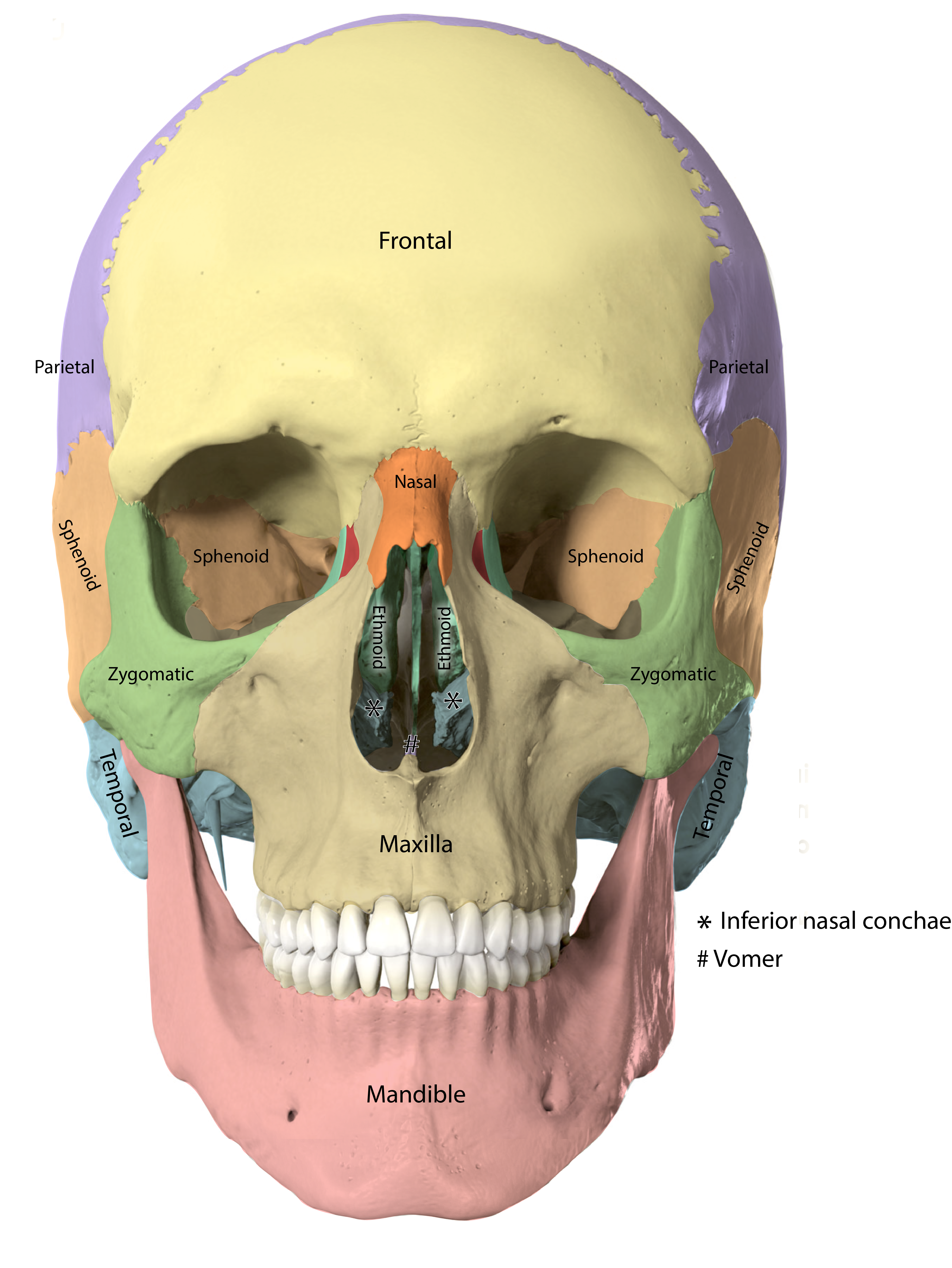 Skull Anterior View Bones Colored