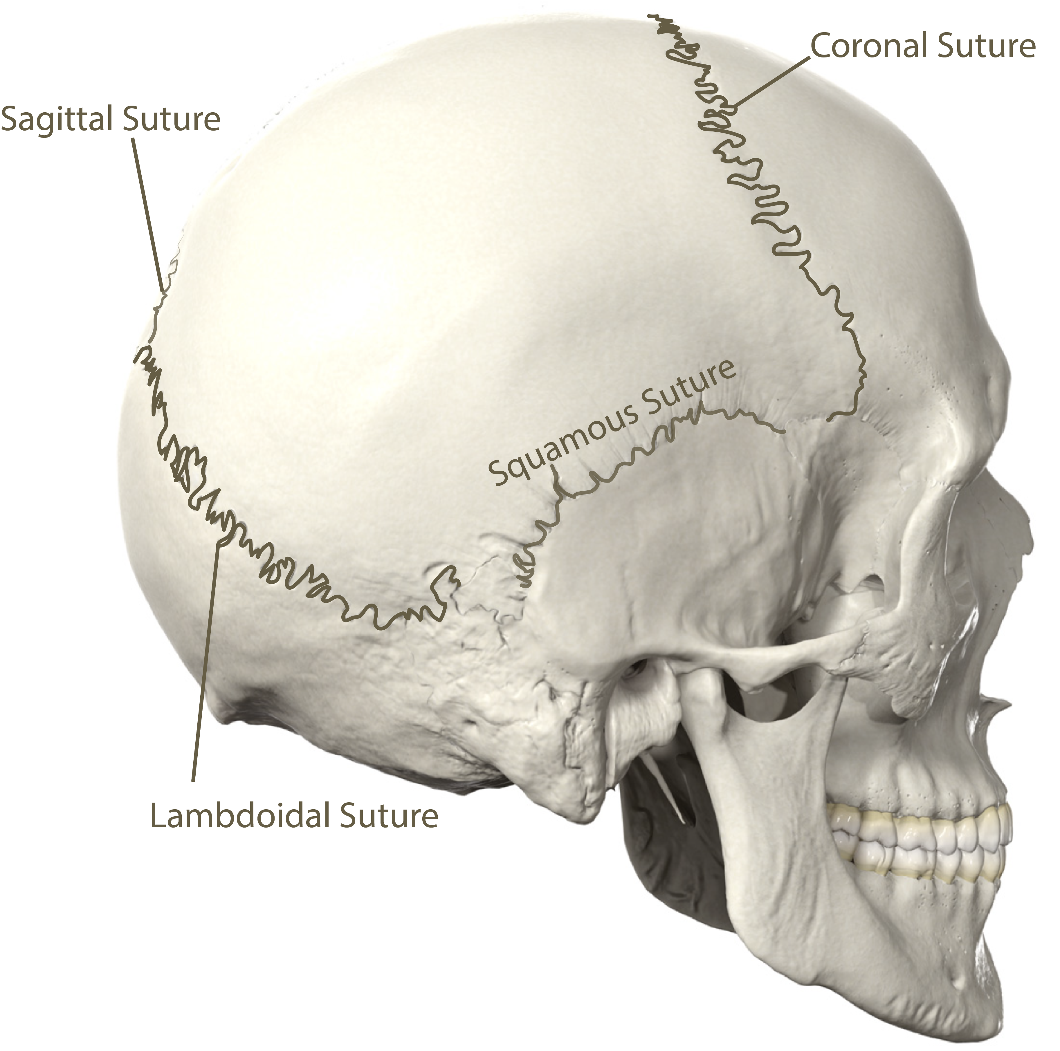 Skull Posterolateral View Sutures Labeled.png