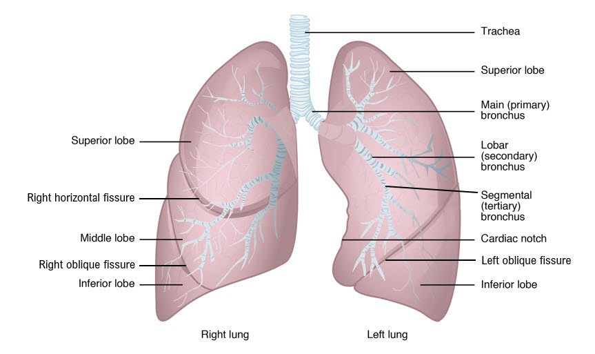Gross Anatomy of the Lungs.png