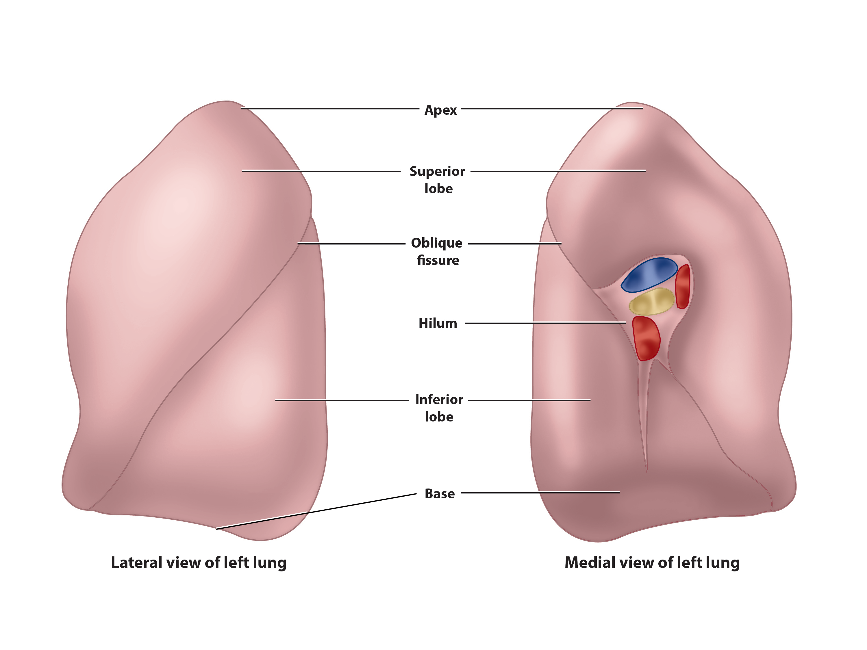 Left Lung Gross Anatomy