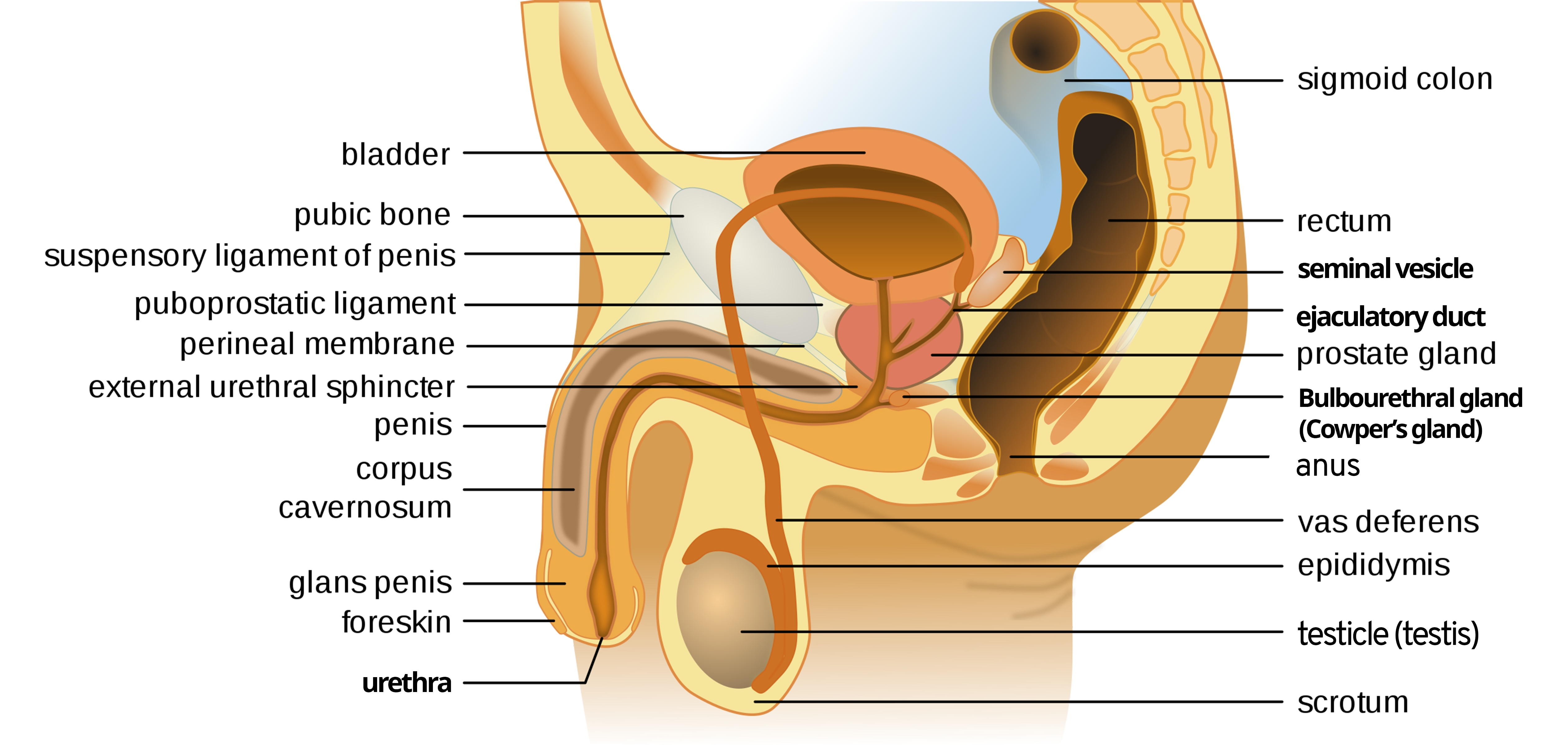 Labeled figure of male reproductive system with chapter-relevant pieces in bold.