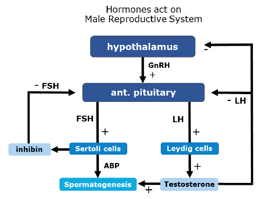 Diagram showing how the hypothalamus acts to regulate hormones in the male reproductive system.
