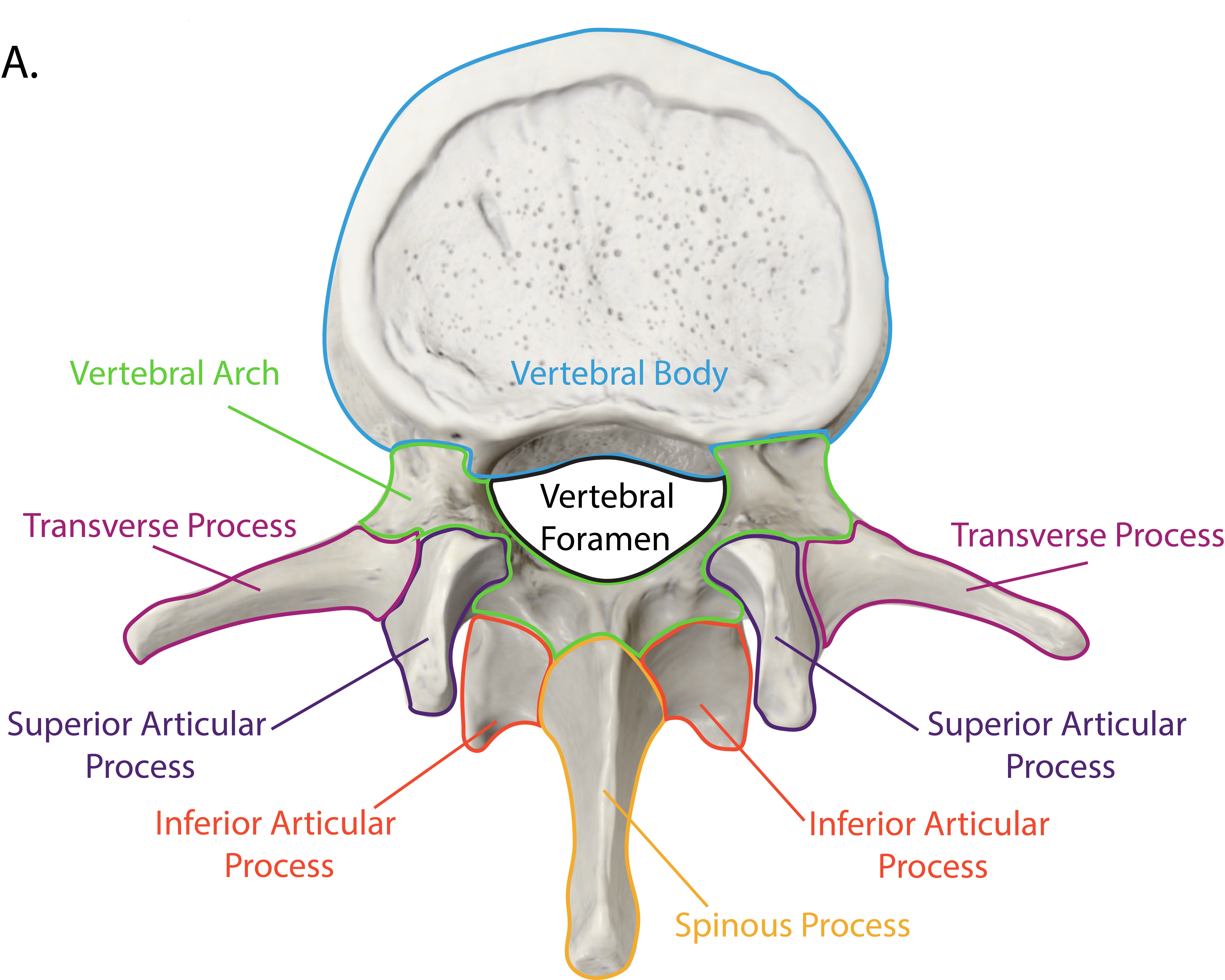 Vertebra Common Features Superior View