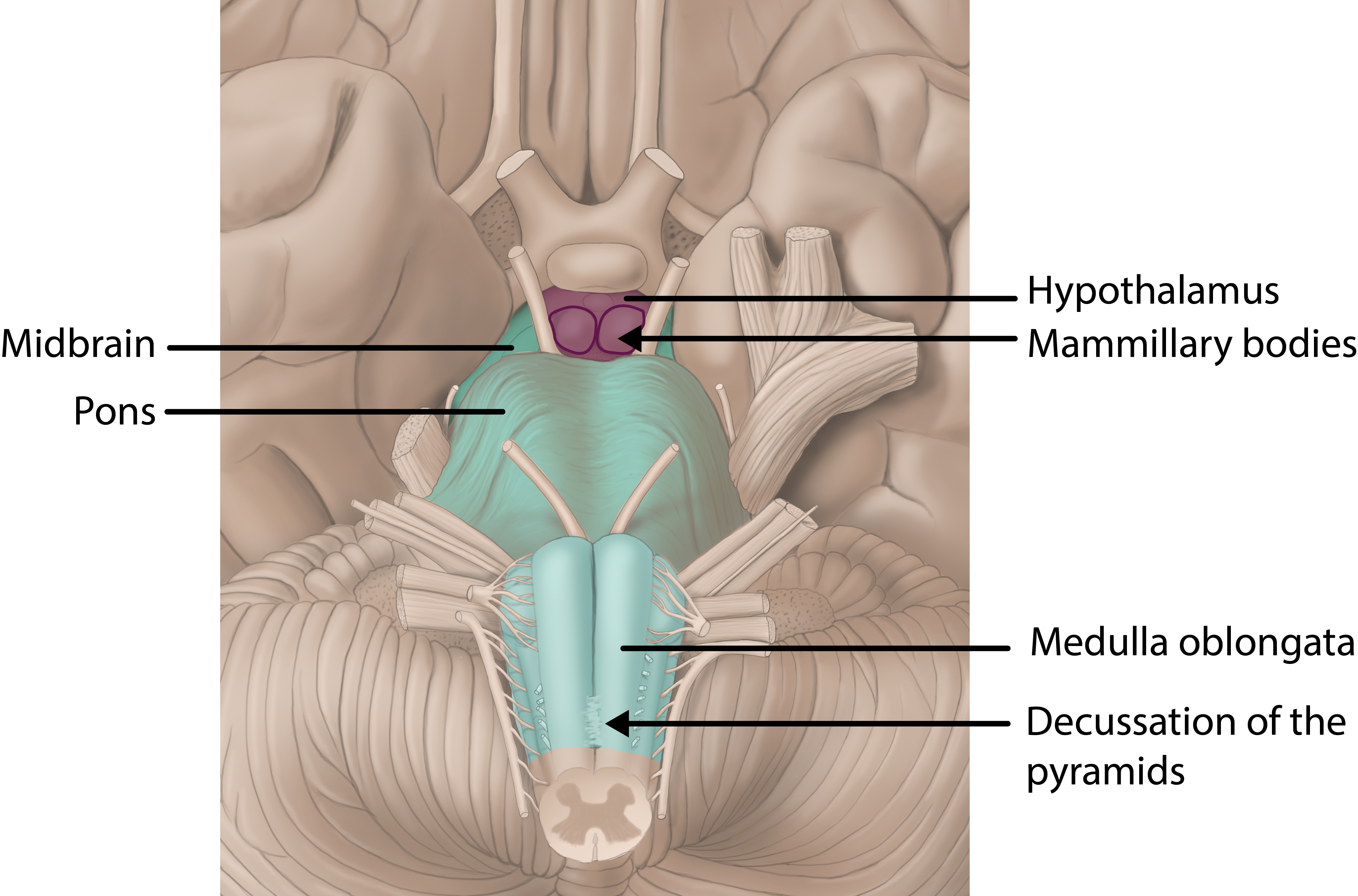 Brain Inferior View - Brainstem and Diencephalon