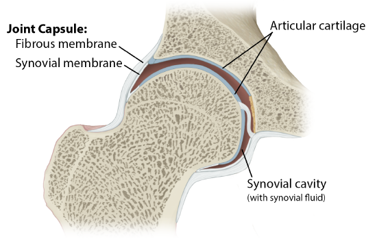Synovial Joint Structure.png