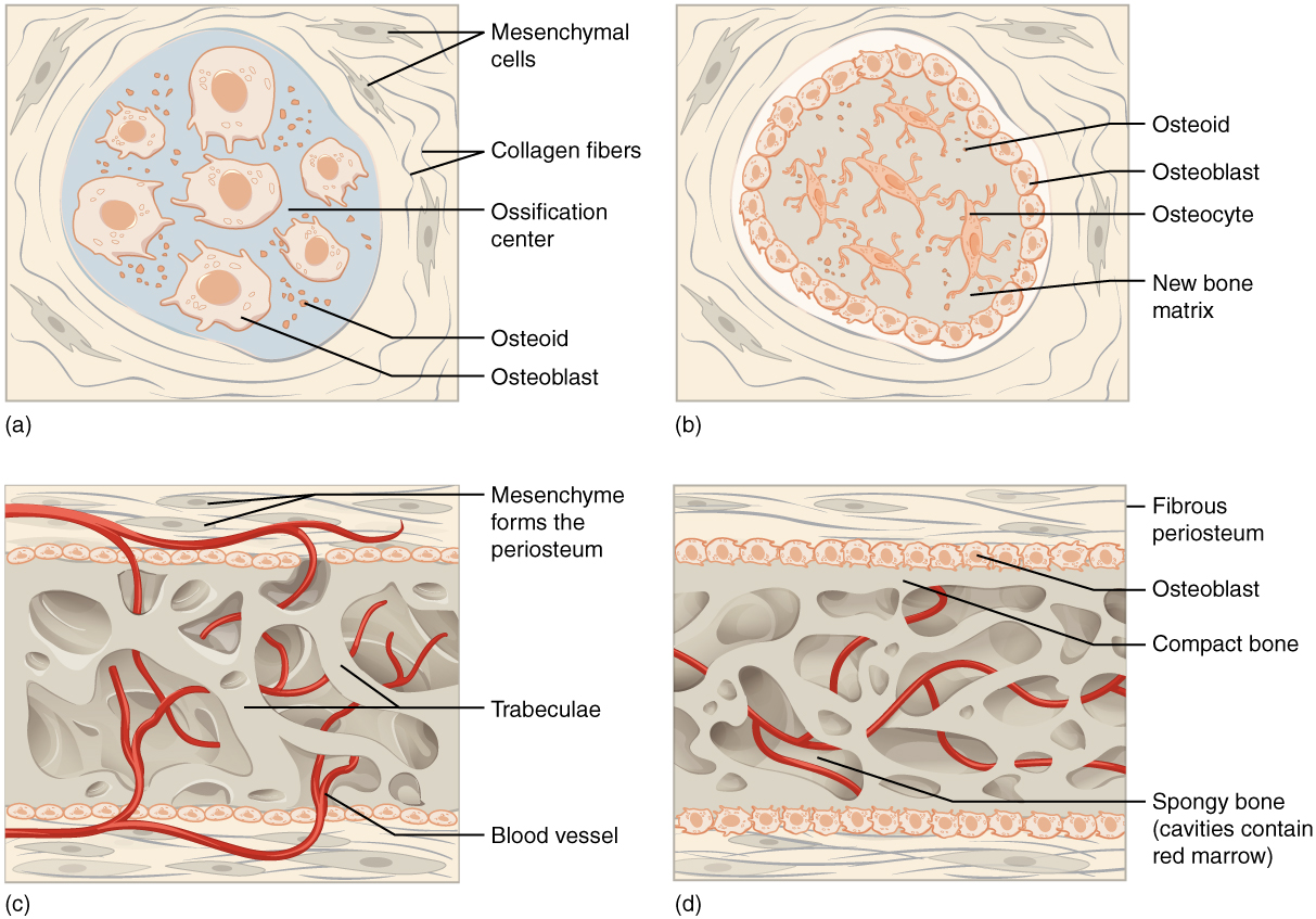The process of Intramembranous Ossification