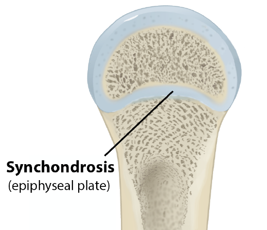Synchondrosis - Epiphyseal Plate.png