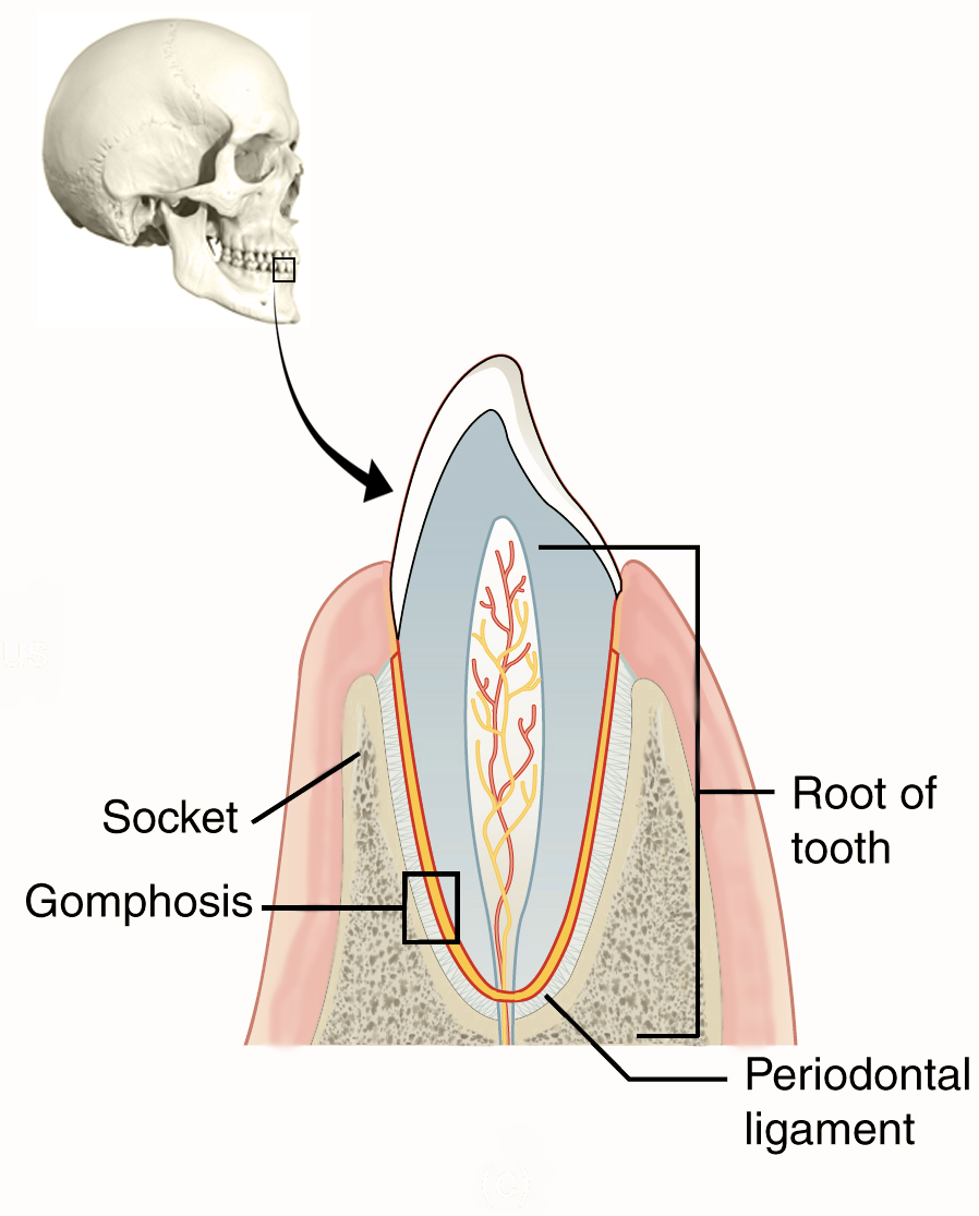 Fibrous Joint - Gomphosis.png