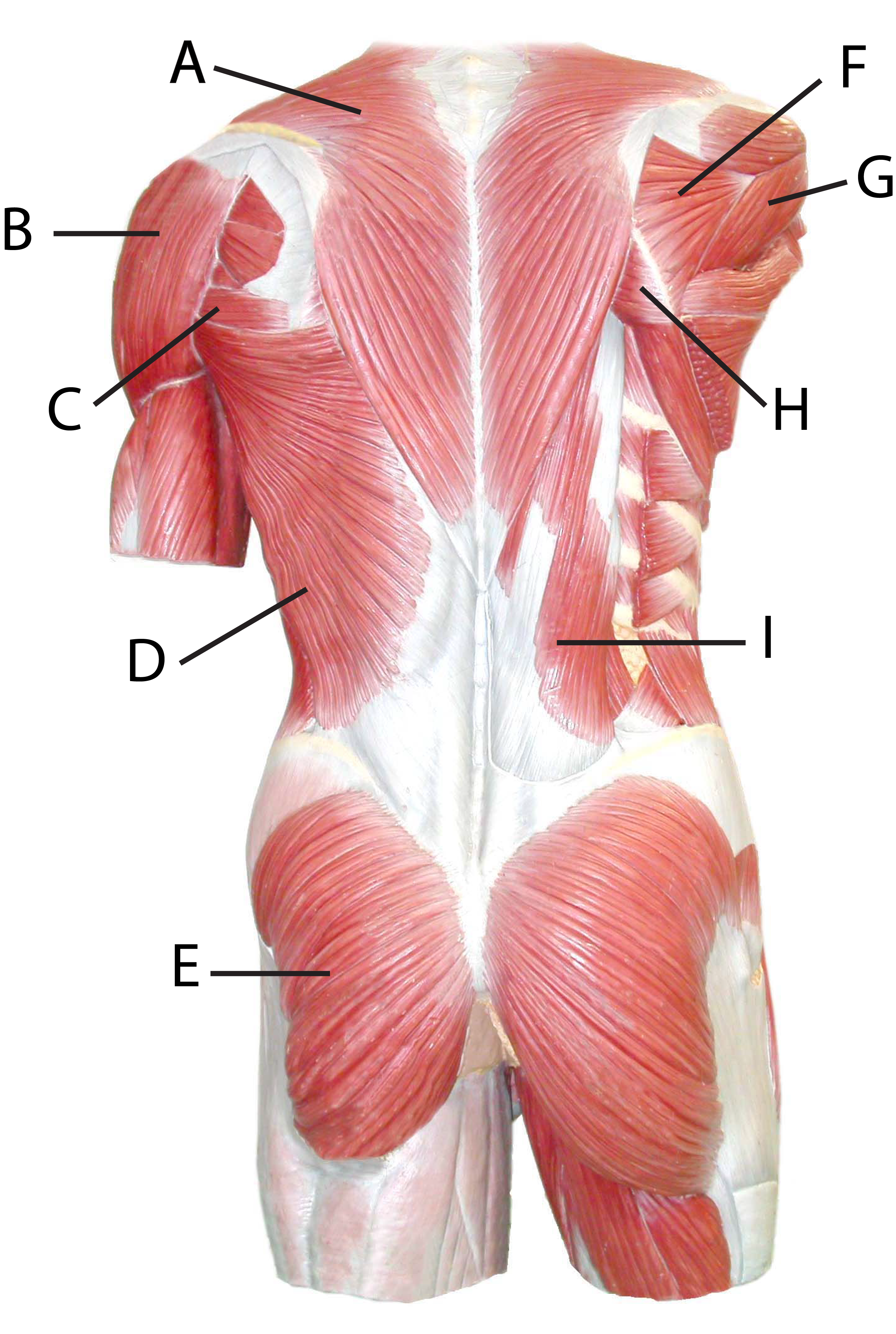 Torso Model - Posterior Muscles Superficial and Deep