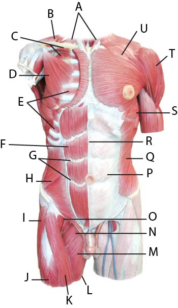 Torso Model - Anterior Mucles Superficial and Deep Lettered