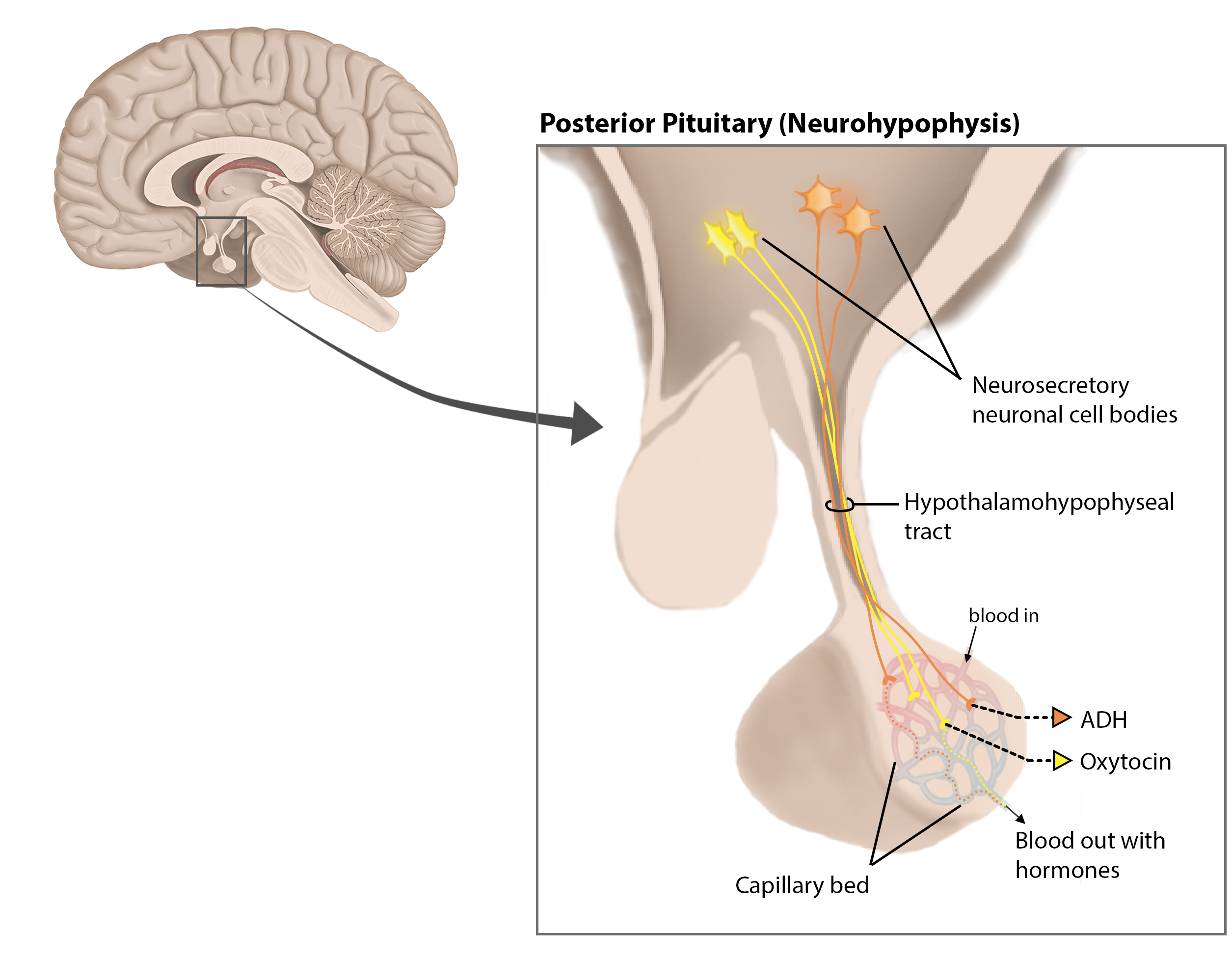 Pituitary Gland Posterior.png