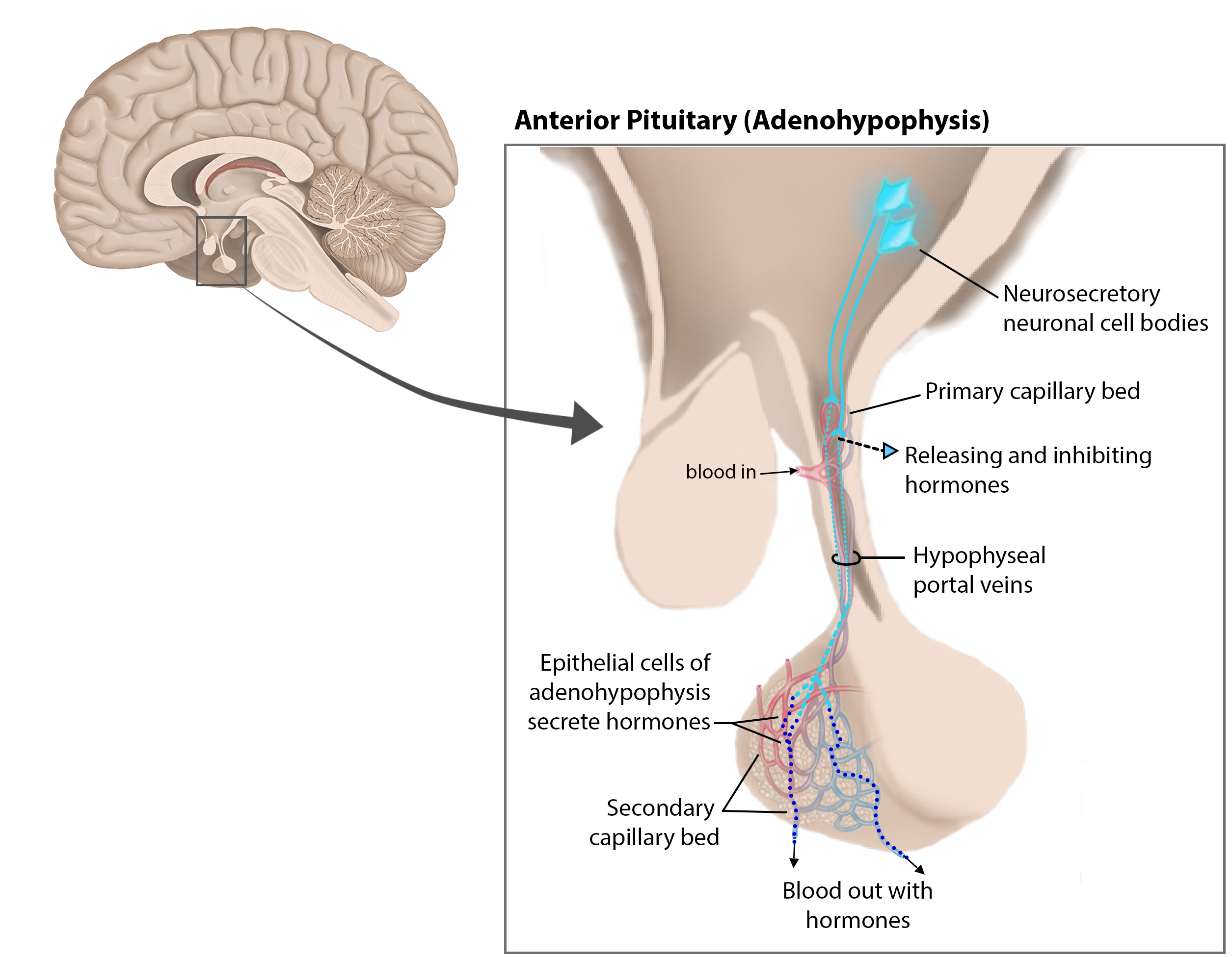 Pituitary Gland Anterior.png