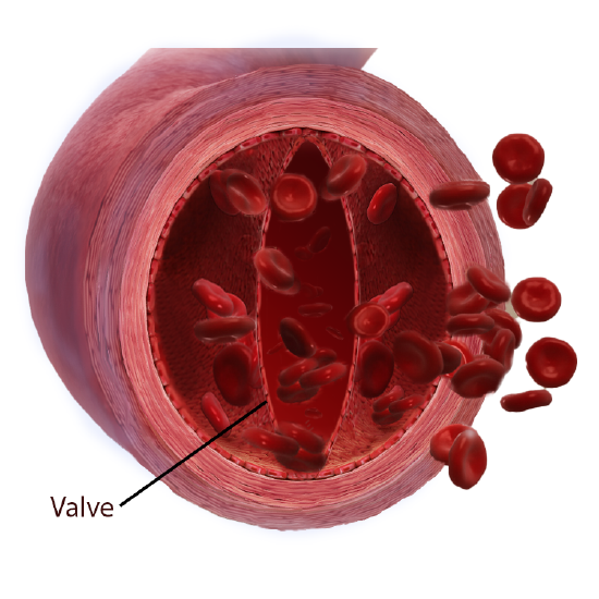 18.2: Structure and Function of Blood Vessels - Medicine LibreTexts