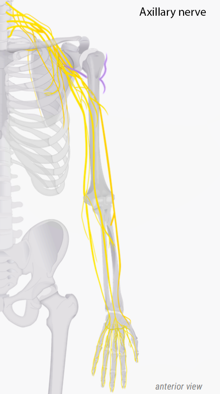 Axillary Nerve.PNG