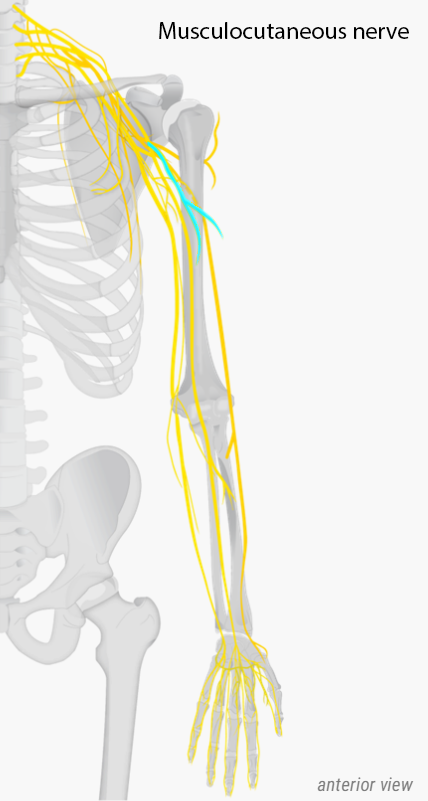 Musculocutaneous Nerve.PNG