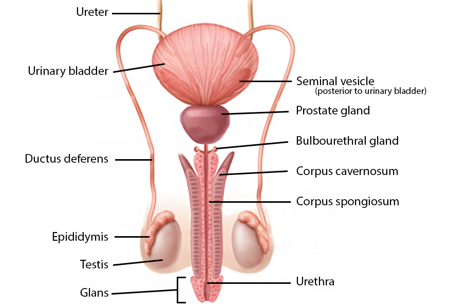 Male reproductive organs - anterior view