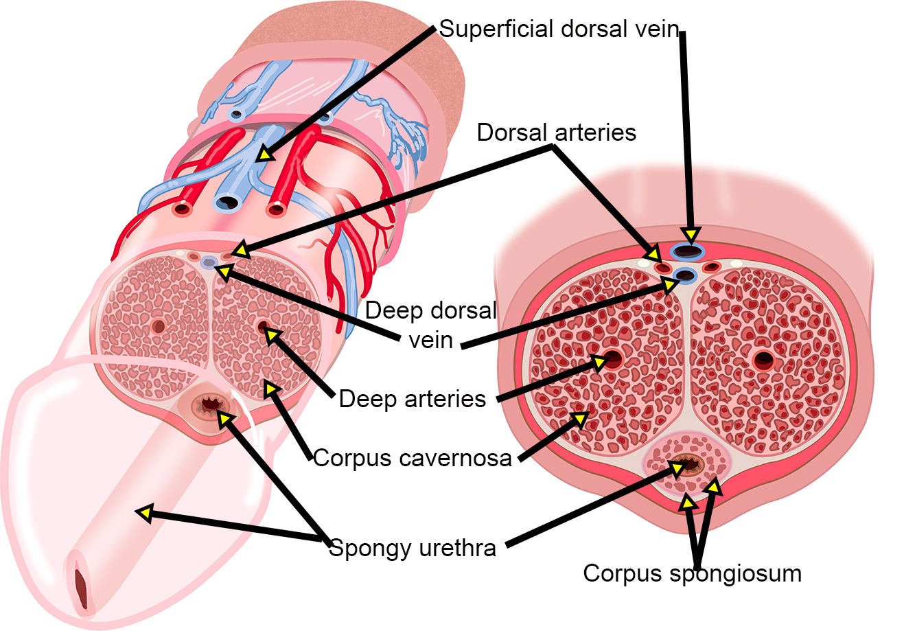 Drawings of a  cross-sections view of the penis in flaccid (soft) showing vasculature 