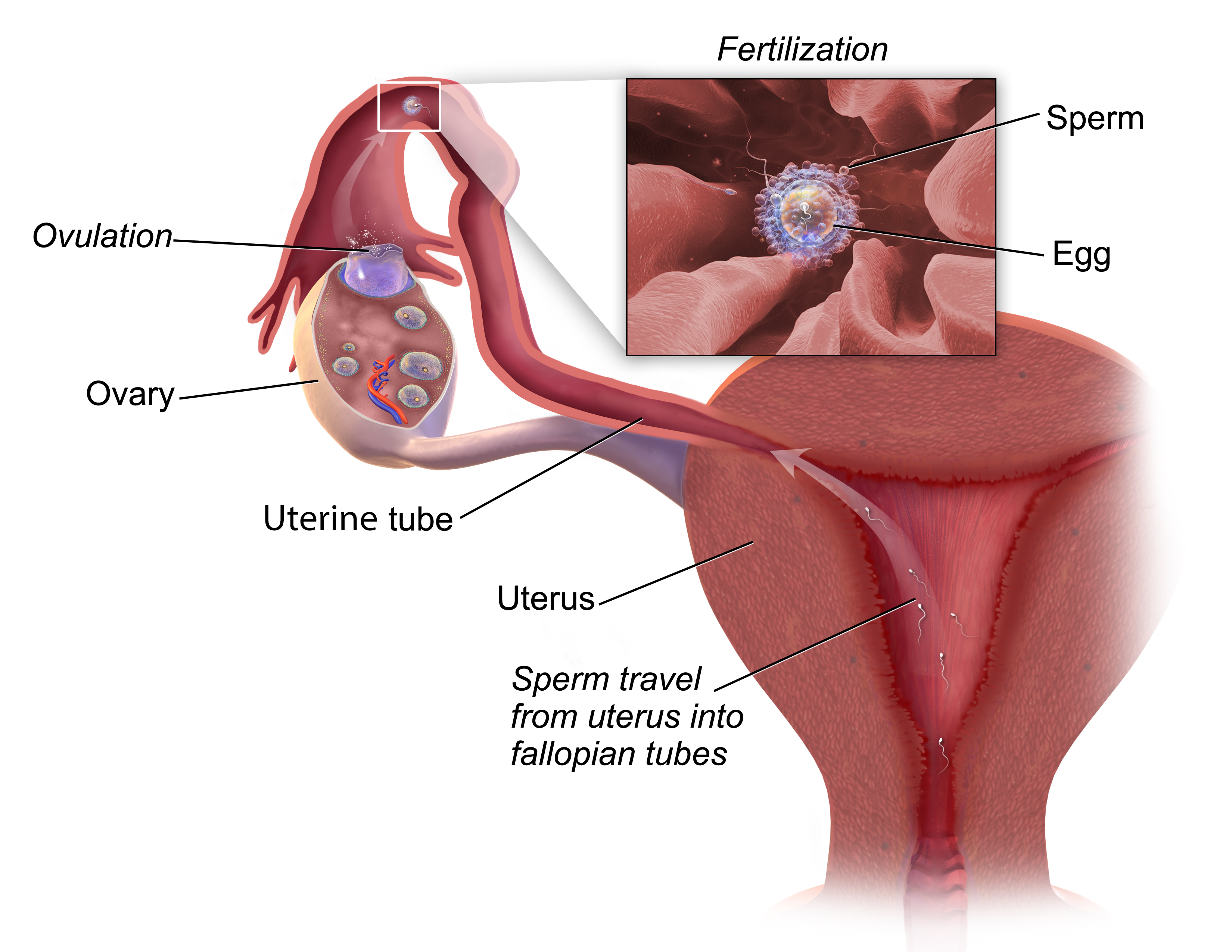 Fertilization.png