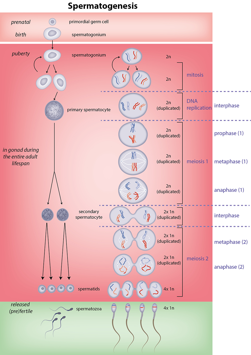 human spermatogenesis