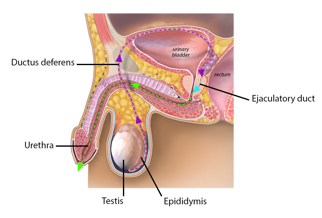 Male Pelvis Midsagittal Section - Sperm Pathway.png