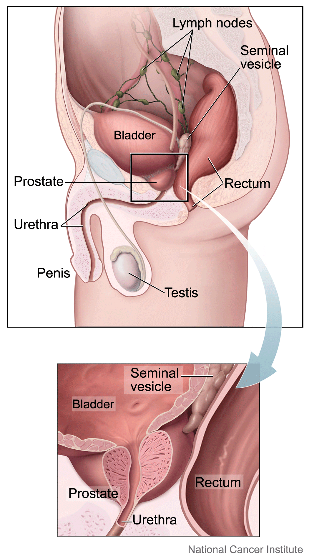 Prostate gland and nearby organs.png