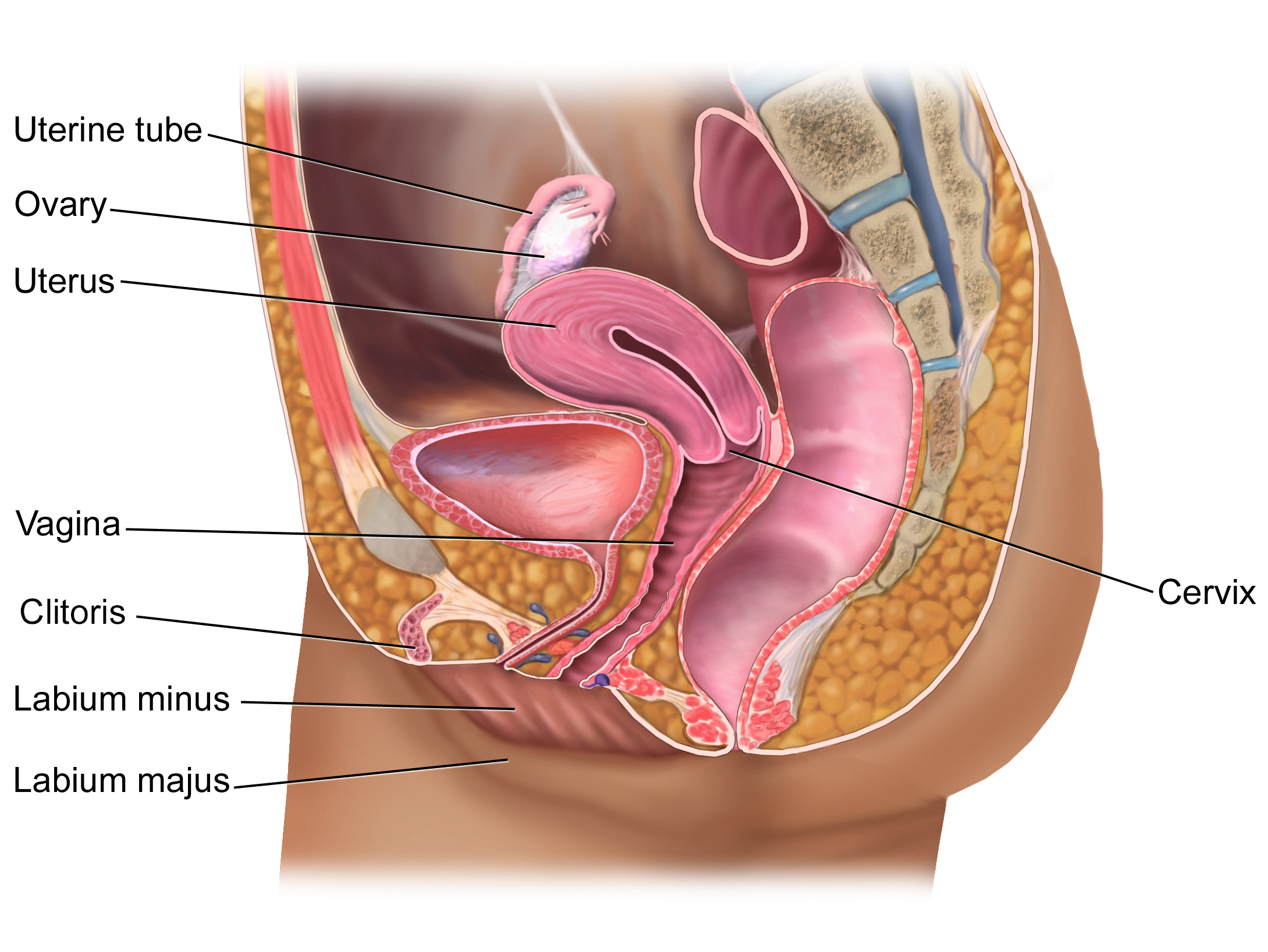 Female reproductive system overview.png