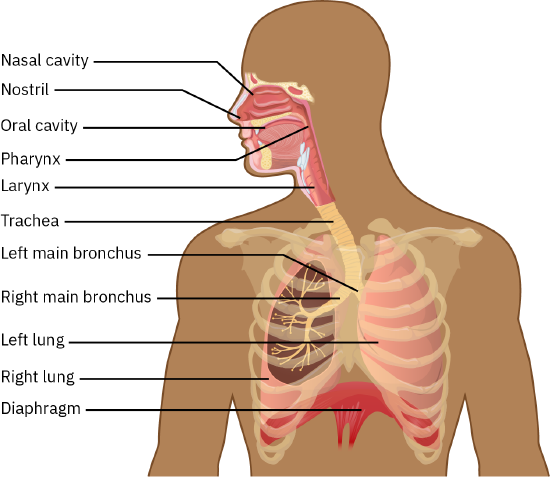 A diagram of the major respiratory structures from the nasal cavity to the diaphragm. They are: nasal cavity, nostril, oral cavity, pharynx, larynx, trachea, left main bronchus, right main bronchus, left lung, right lung, and diaphragm.