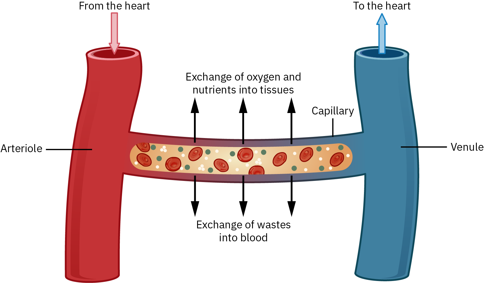 11.2: Assess And Analyze The Impact Of Nutrition On The Cardiovascular ...