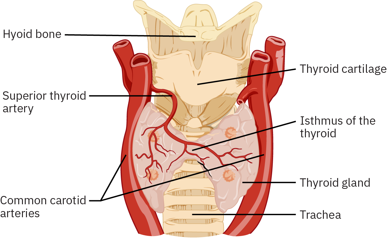 An anterior view of the thyroid gland. The thyroid gland is a butterfly-shaped gland wrapped around the trachea. It narrows at its center, just under the thyroid cartilage of the larynx. This narrow area is called the isthmus of the thyroid. Two large arteries, the common carotid arteries, run parallel to the trachea on the outer border of the thyroid. A small artery enters the superior edge of the thyroid, near the isthmus, and branches throughout the two “wings” of the thyroid.