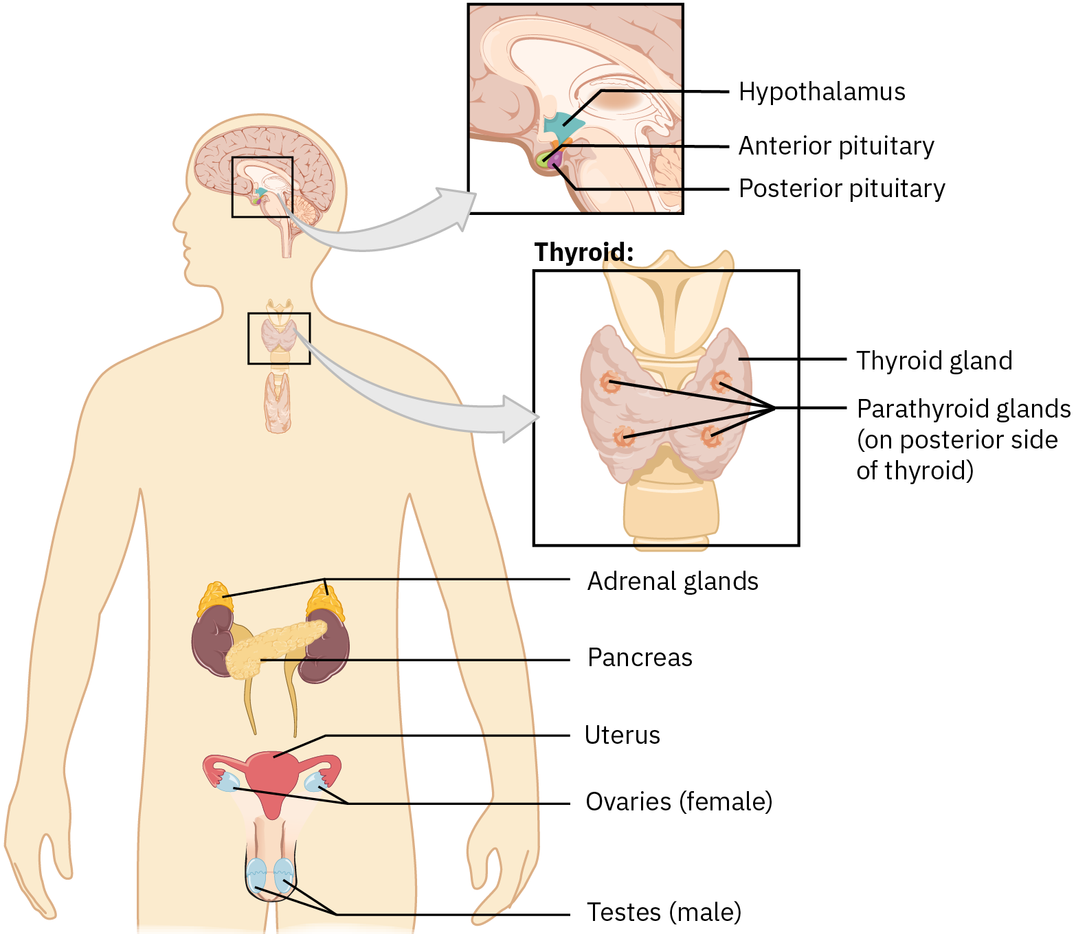 The primary glands of the endocrine system are the hypothalamus, anterior pituitary, and posterior pituitary (located near the brain); thyroid gland and parathyroid gland (located in the neck); adrenal glands, pancreas, uterus, and ovaries (located in the abdomen); and testes (located in the groin).