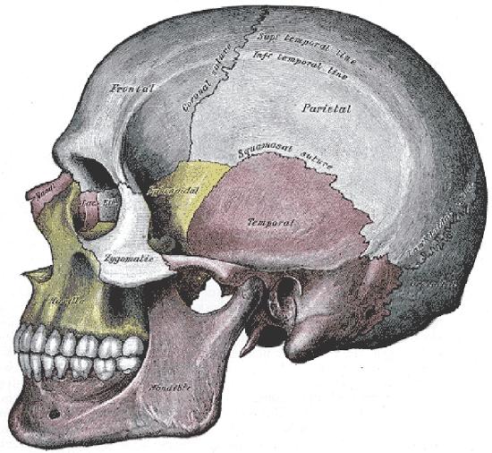 Drawing of lateral view of human skull with skull bones clearly defined